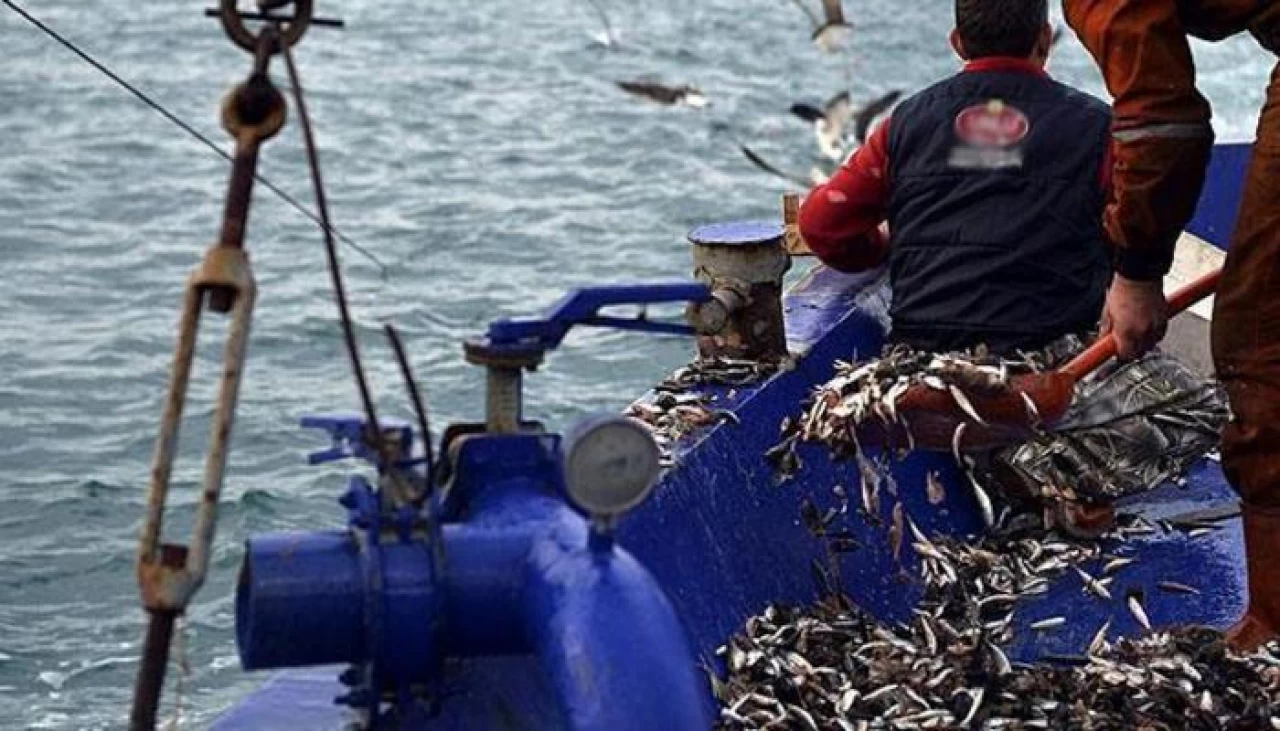 Karadeniz'de Hamsi Bereketi: Son 9 Günde 12 Ton Avlandı