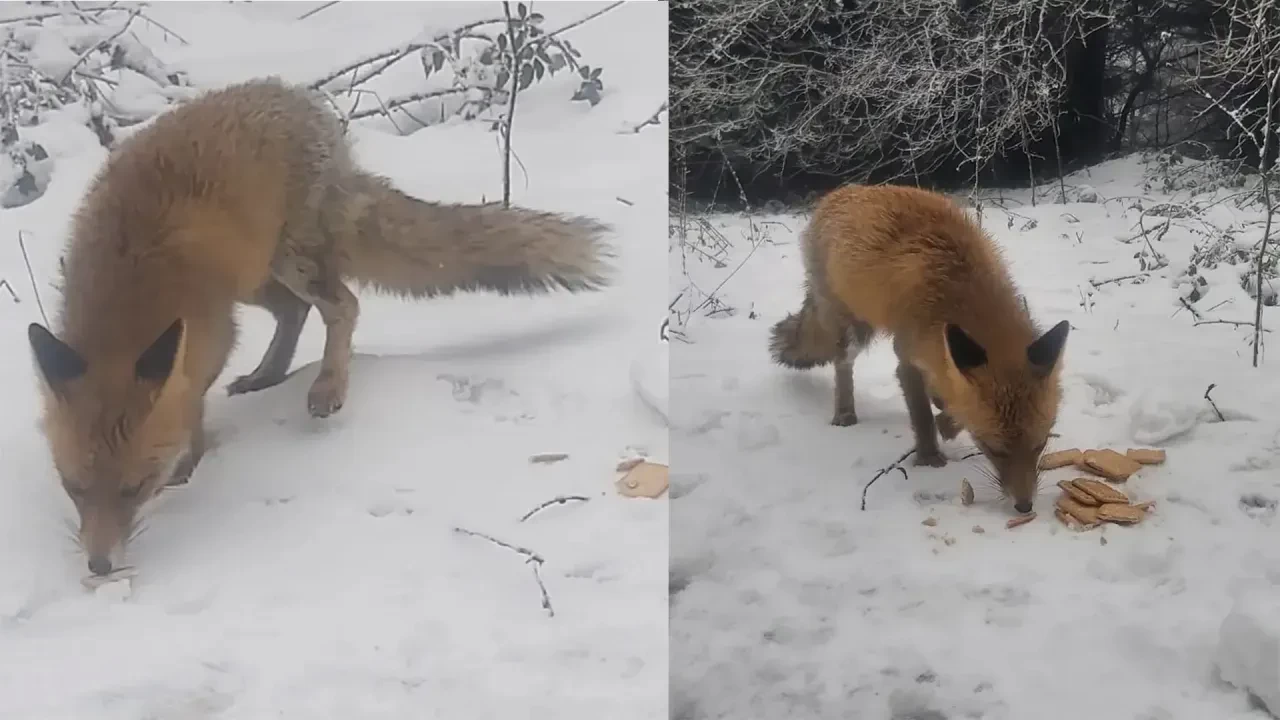 Bolu'da Ekmekleri Kara Gömerek Stoklayan Tilki İlgi Odağı Oldu