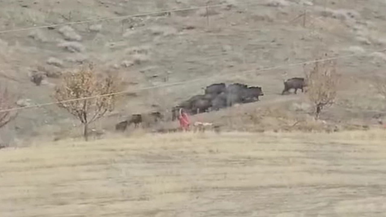 Elazığ’da domuzlar sürü halinde yiyecek ararken görüldü