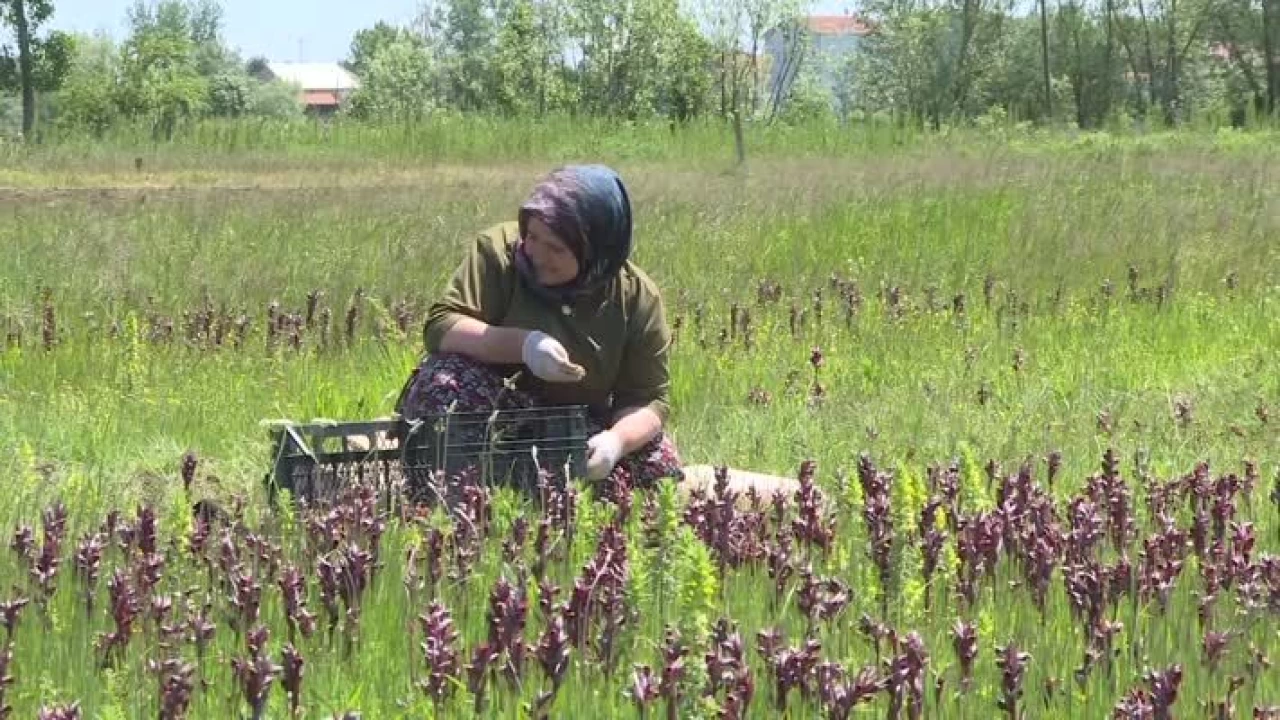 Kilosu 6 Bin Liraya Ulaştı: Doğal Hazine En Fazla O İlçede Üretiliyor