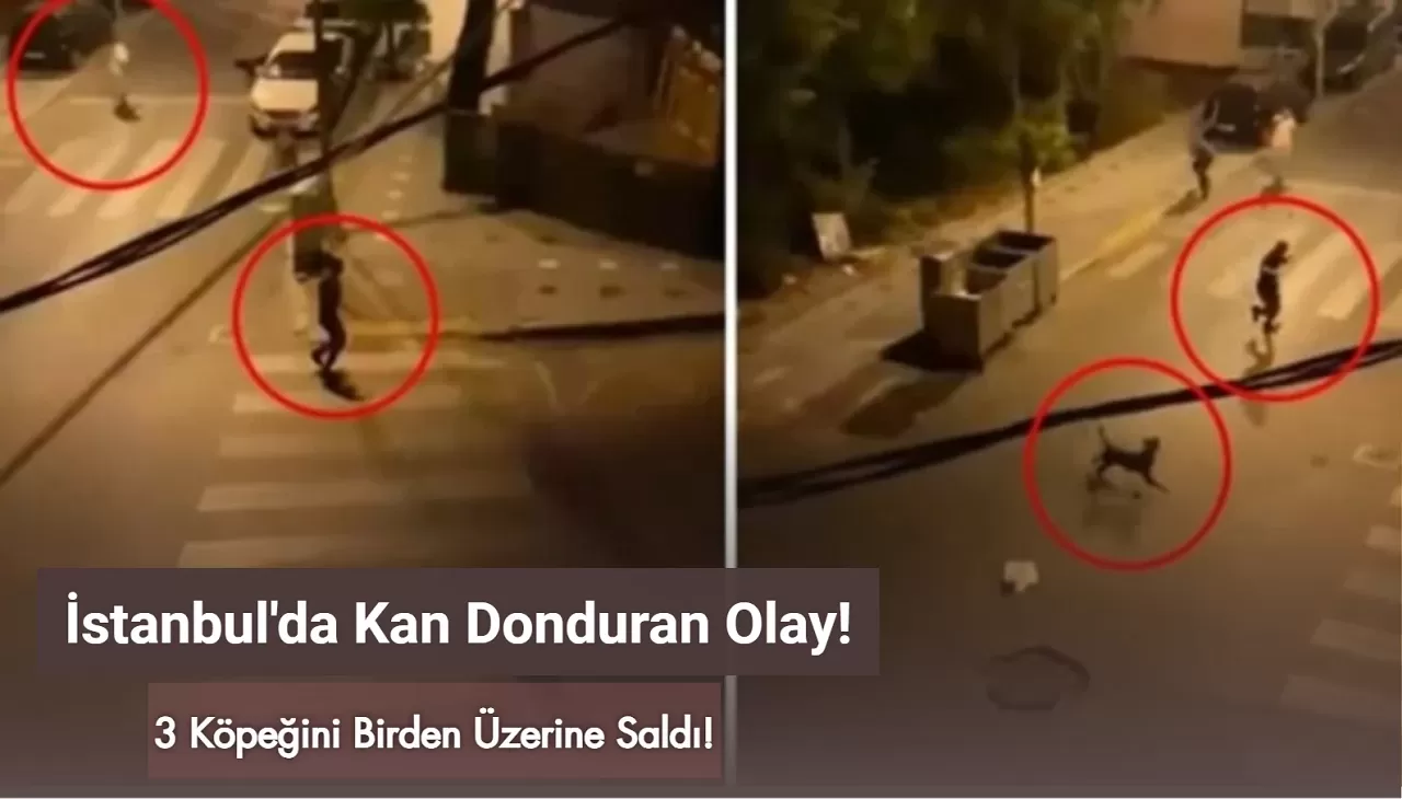 İstanbul Esenyurt'ta Skandal Olay: 3 Köpeğini Bir Adama Saldırttı!