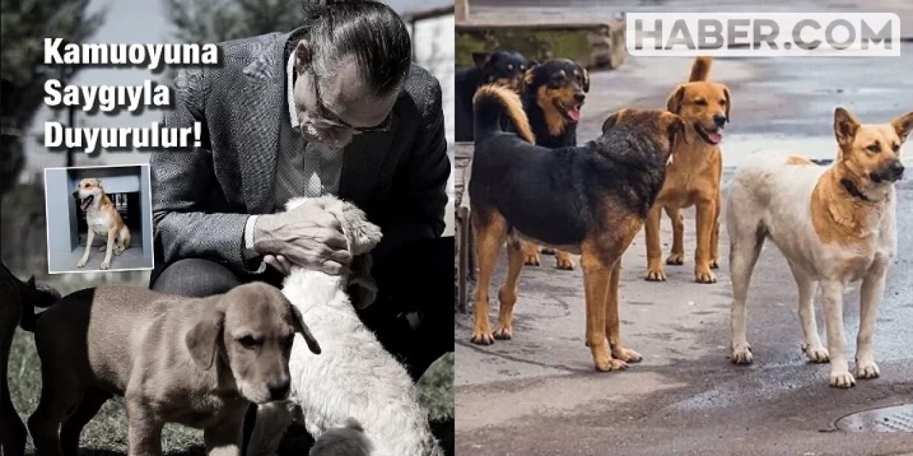 Erdal Beşikçioğlu Çocuğu Isıran Köpeğin Salınacağını Duyurdu! Tepkiler Çığ Gibi Büyüdü