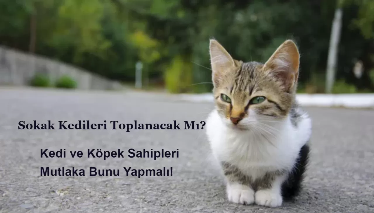 Sokak Kedileri Toplanacak Mı? Kedi Köpek Sahipleri Bunu Yapmalı