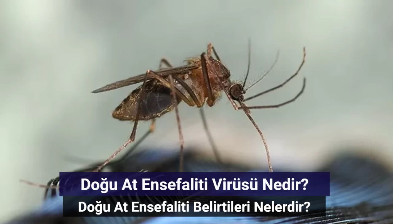 Doğu At Ensefaliti Virüsü Nedir? Doğu At Ensefaliti Belirtileri Nelerdir?