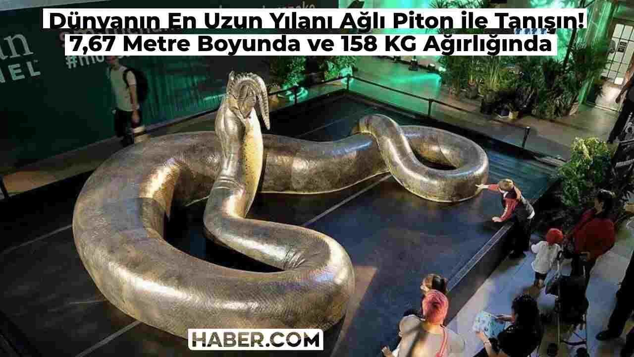 Dünyanın En Uzun Yılanı Ağlı Piton Nedir? 7 Metre Uzunluğu, 158 KG Ağırlığı ile İşte Dünyanın En Büyük Yılanı!