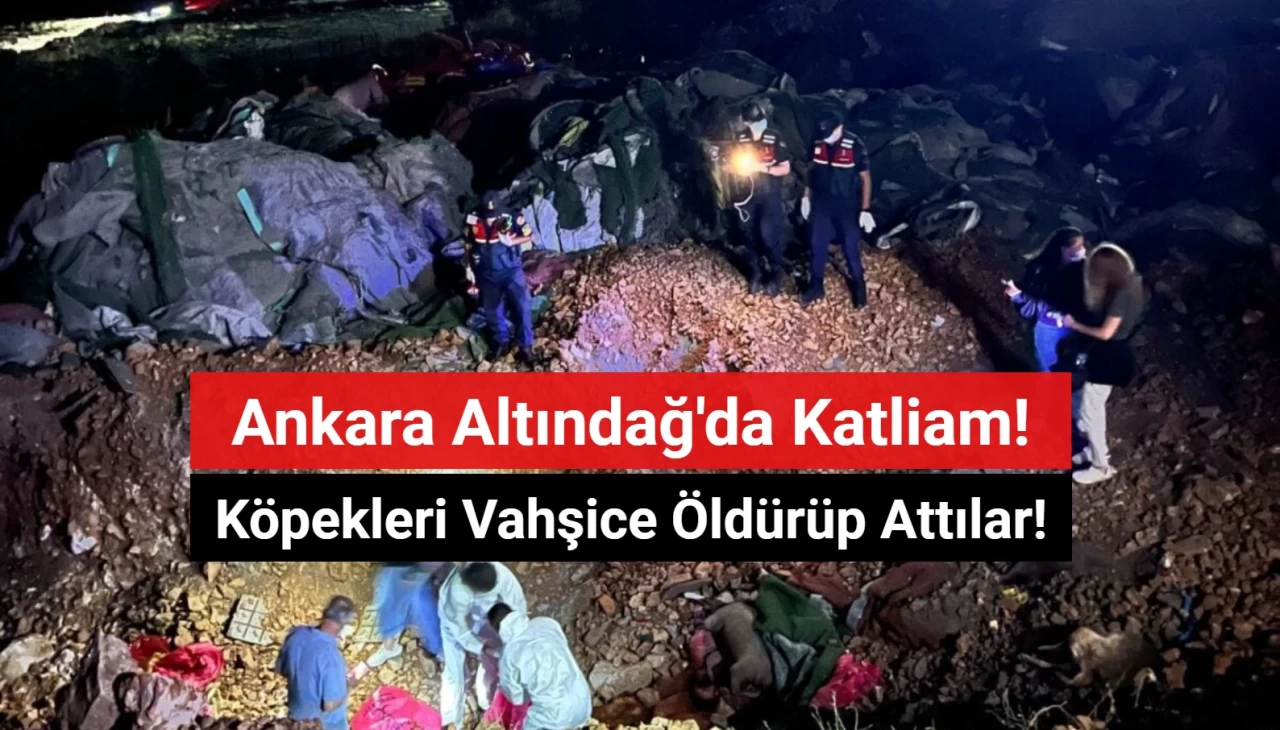 Ankara Altındağ'da Köpek Katliamı! Vahşice Öldürüp Attılar!