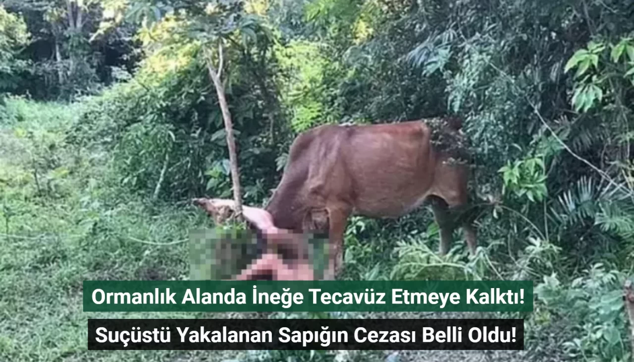 Ormanlık Alanda İneğe Tecavüz Etmeye Kalktı! Suçüstü Yakalanan Sapığın Cezası Belli Oldu!