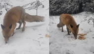 Bolu'da Ekmekleri Kara Gömerek Stoklayan Tilki İlgi Odağı Oldu