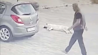 Böyle Sorumsuzluk Görülmedi: Yolda Yatan Köpeği Ezen Sürücü Ardına Bile Bakmadı!