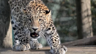 2 Yaşındaki Çocuğun Trajik Ölümü: Bahçesinde Oynarken Leopar Saldırdı!