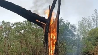 Muğla'da 5 günde 50 yıldırım yangını