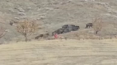 Elazığ’da domuzlar sürü halinde yiyecek ararken görüldü