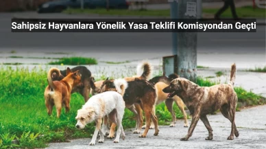 Sahipsiz Hayvanlara Yönelik Yasa Teklifi Komisyondan Geçti