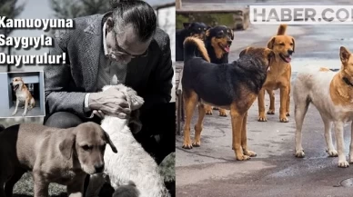 Erdal Beşikçioğlu Çocuğu Isıran Köpeğin Salınacağını Duyurdu! Tepkiler Çığ Gibi Büyüdü