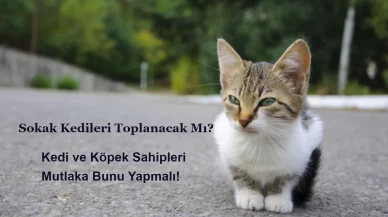 Sokak Kedileri Toplanacak Mı? Kedi Köpek Sahipleri Bunu Yapmalı