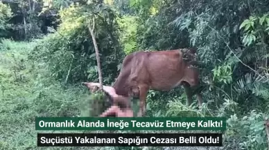 Ormanlık Alanda İneğe Tecavüz Etmeye Kalktı! Suçüstü Yakalanan Sapığın Cezası Belli Oldu!