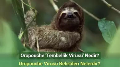 Oropouche 'Tembellik Virüsü' Nedir? Oropouche Virüsü Belirtileri Nelerdir?