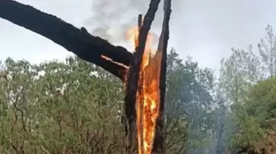 Muğla'da 5 günde 50 yıldırım yangını