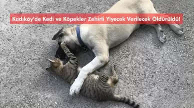 Kadıköy’de Kedi ve Köpekler Zehirli Yiyecek Verilecek Öldürüldü!