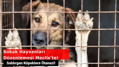 Sokak Hayvanları Düzenlemesi Meclis'te! Saldırgan Köpekler Uyutulacak