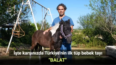 Türkiye'nin ilk tüp bebek tayı 'Balat' ilk kez kamuoyuyla buluştu