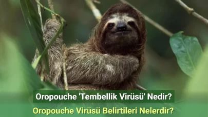 Oropouche 'Tembellik Virüsü' Nedir? Oropouche Virüsü Belirtileri Nelerdir?