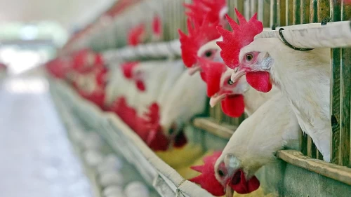 Konya'daki Çiftlikte H5N1 Virüsü Tespit Edildi: Kuş Gribi Geri Mi Dönüyor?