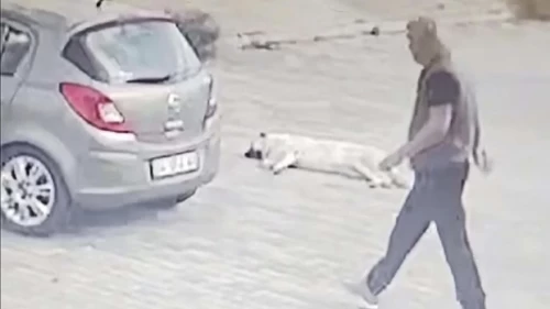 Böyle Sorumsuzluk Görülmedi: Yolda Yatan Köpeği Ezen Sürücü Ardına Bile Bakmadı!