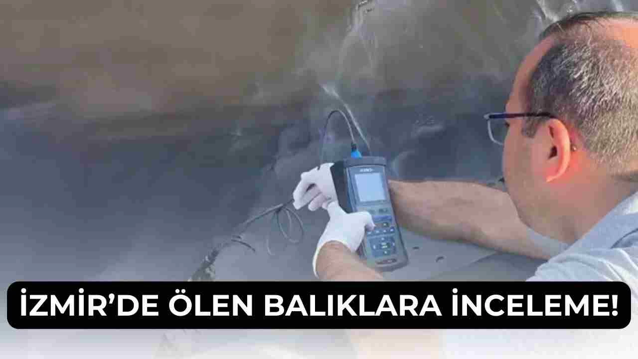 İzmir Körfezi’nde Balık Ölümlerine Bakanlıktan İnceleme Kararı!