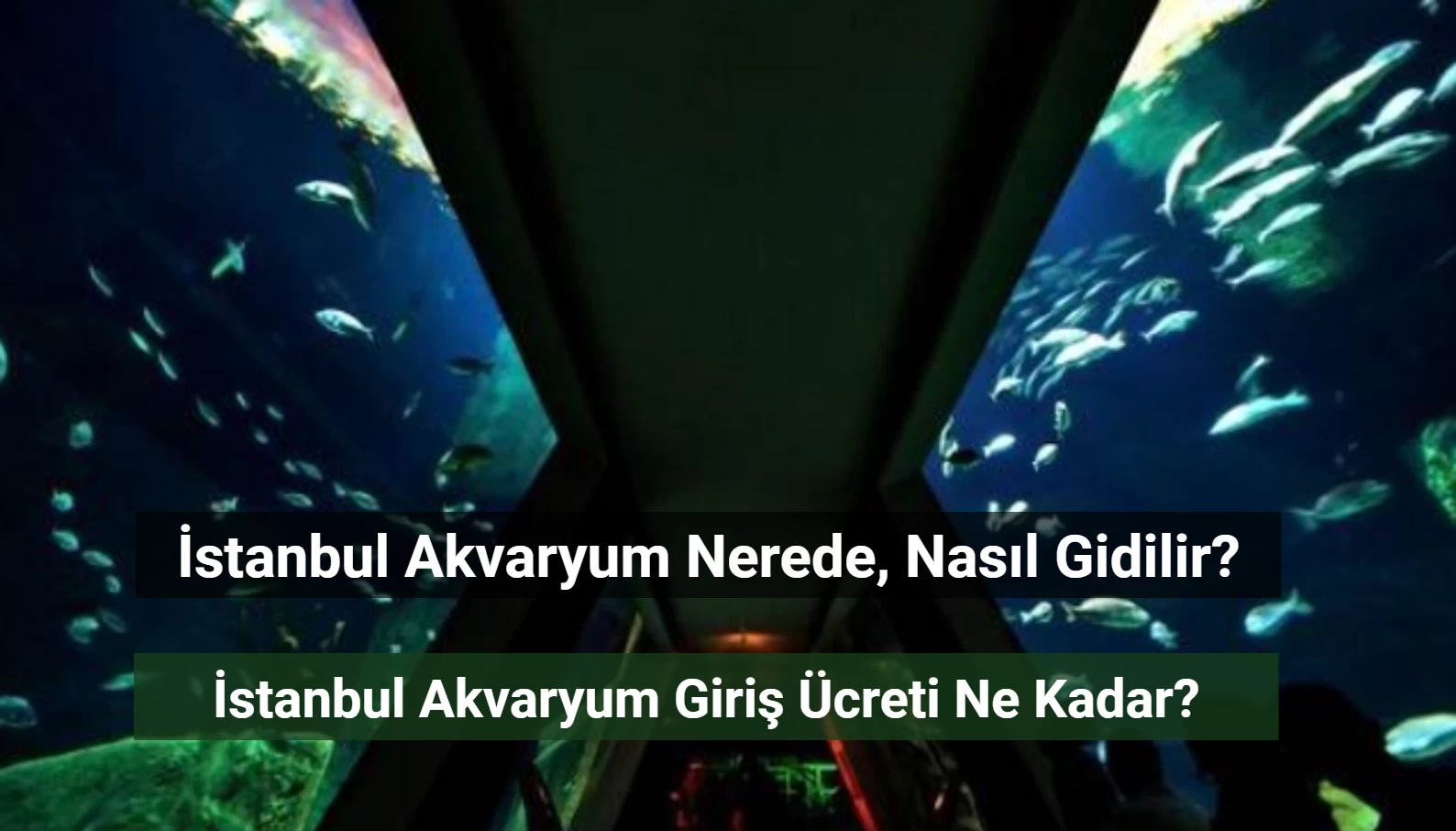 İstanbul Akvaryum Nerede? Giriş Ücreti Ne Kadar?