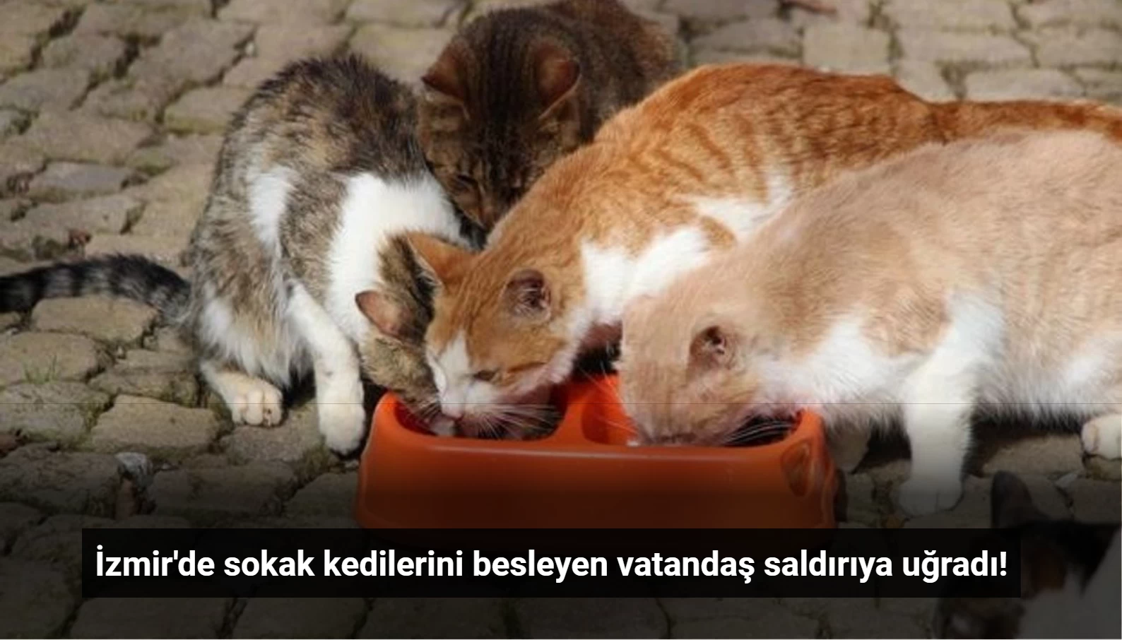 İzmir Menemen'de Sokak Kedilerini Besleyen Vatandaşa Saldırı!